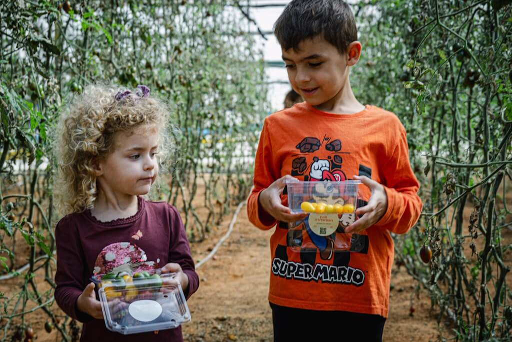 קטיף עגבניות שרי